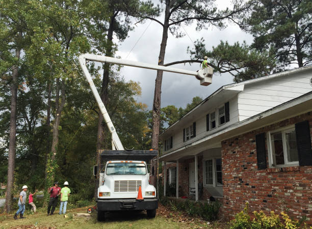 How Our Tree Care Process Works  in  Seminole, FL