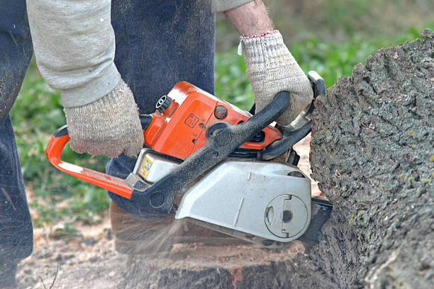 Seminole, FL Tree Care Company